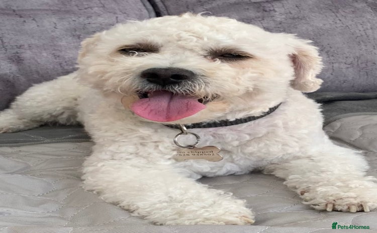 Cavapoo dogs - Advert 2