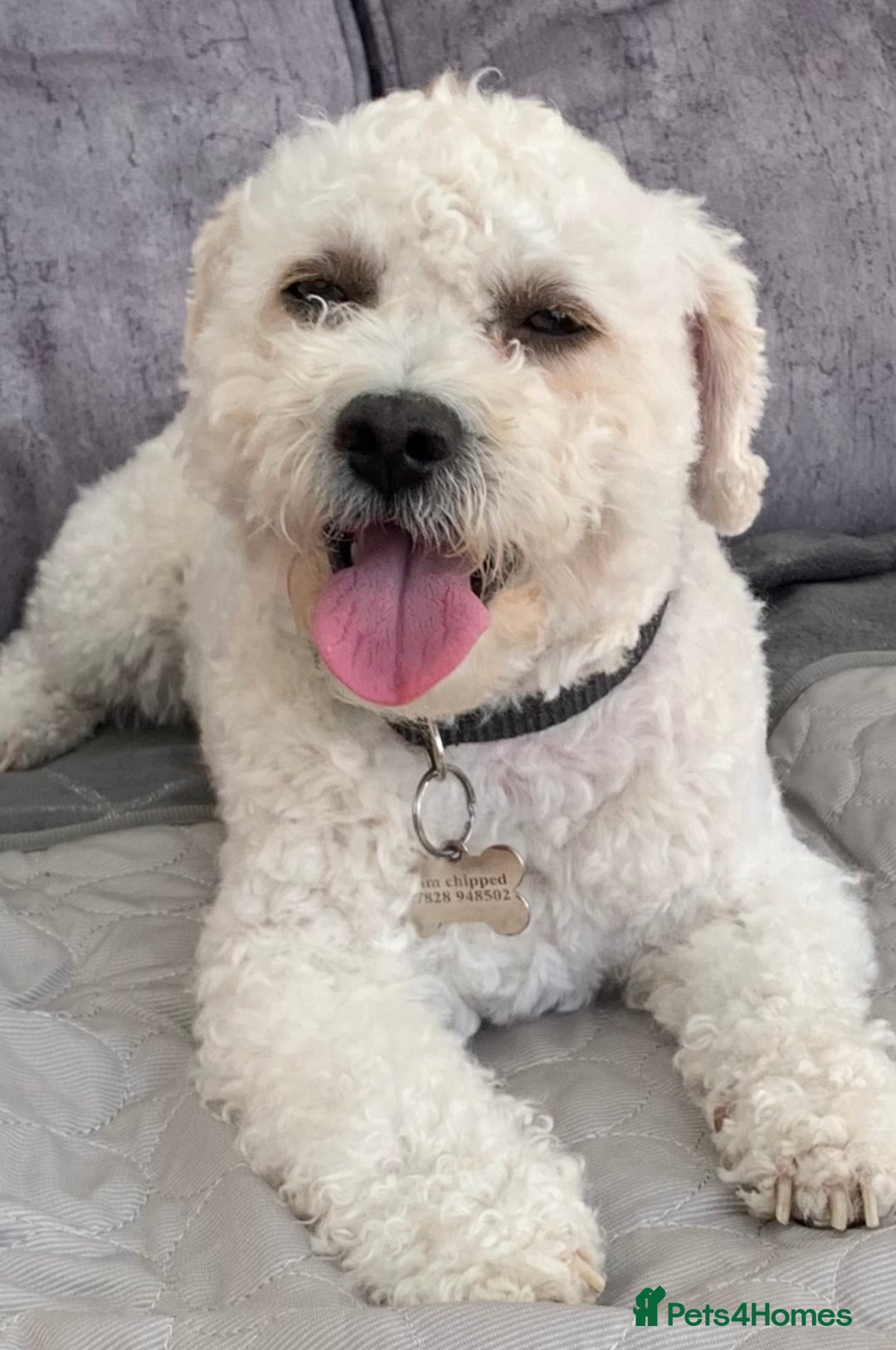 Cavapoo dogs for stud: Gorgeous F1 Cavapoo for stud - Image 1