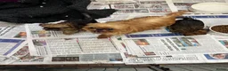 Griffon Bruxellois dogs for sale: Top Quality KC Reg Rough Coated Griffon Bruxellois - Advert 4