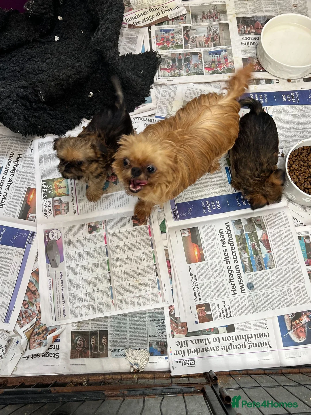 Griffon Bruxellois dogs for sale: Top Quality KC Reg Rough Coated Griffon Bruxellois - Advert 4