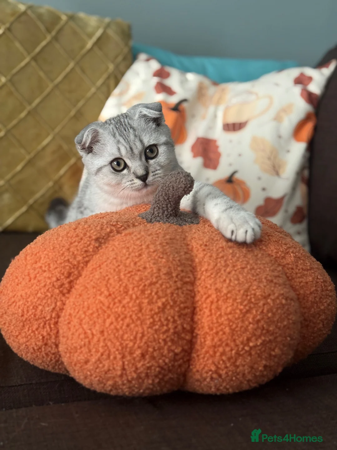 Scottish Fold cats for sale: Adorable Scottish Fold boy  Kitten E18 - Advert 2