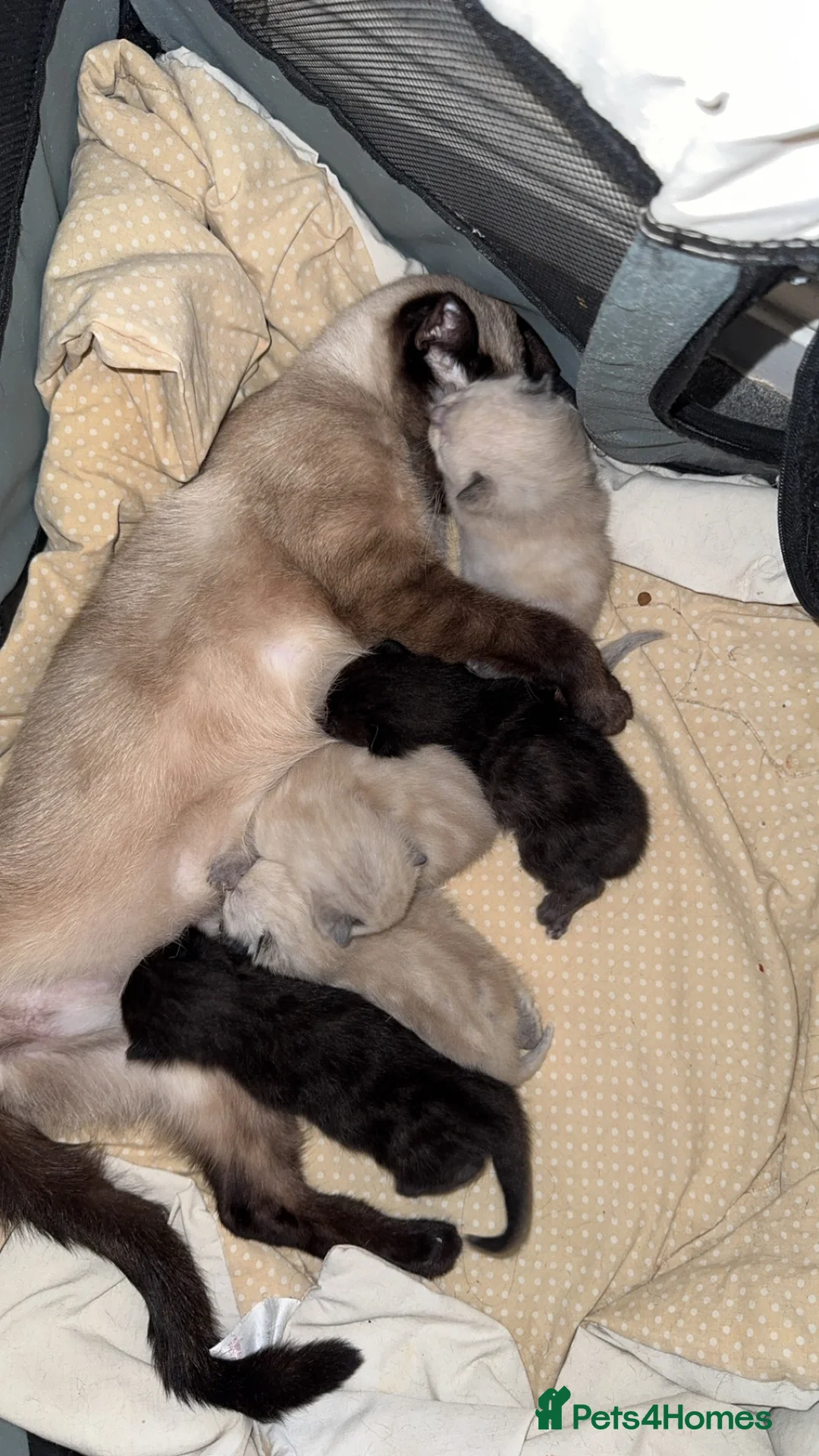 Siamese cats for sale: Fluffy Siamese point Bengals  - Advert 2