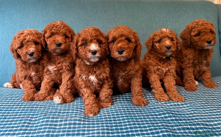 Mixed Breed dogs - Advert 16