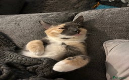 Siberian cats for sale: 2 female cats up for adoption - Image 3