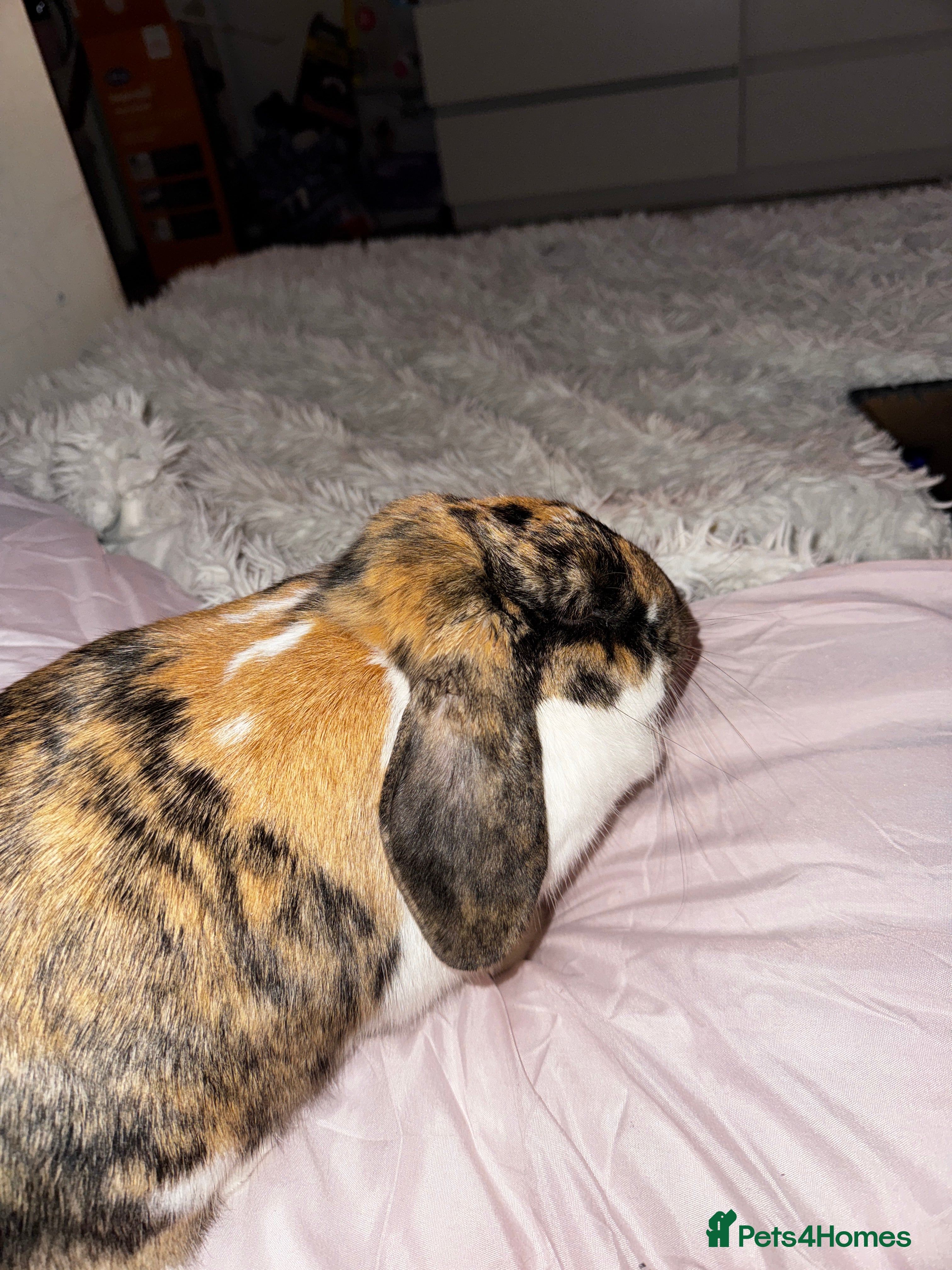 English rabbits Coco, age 2 - Advert 13