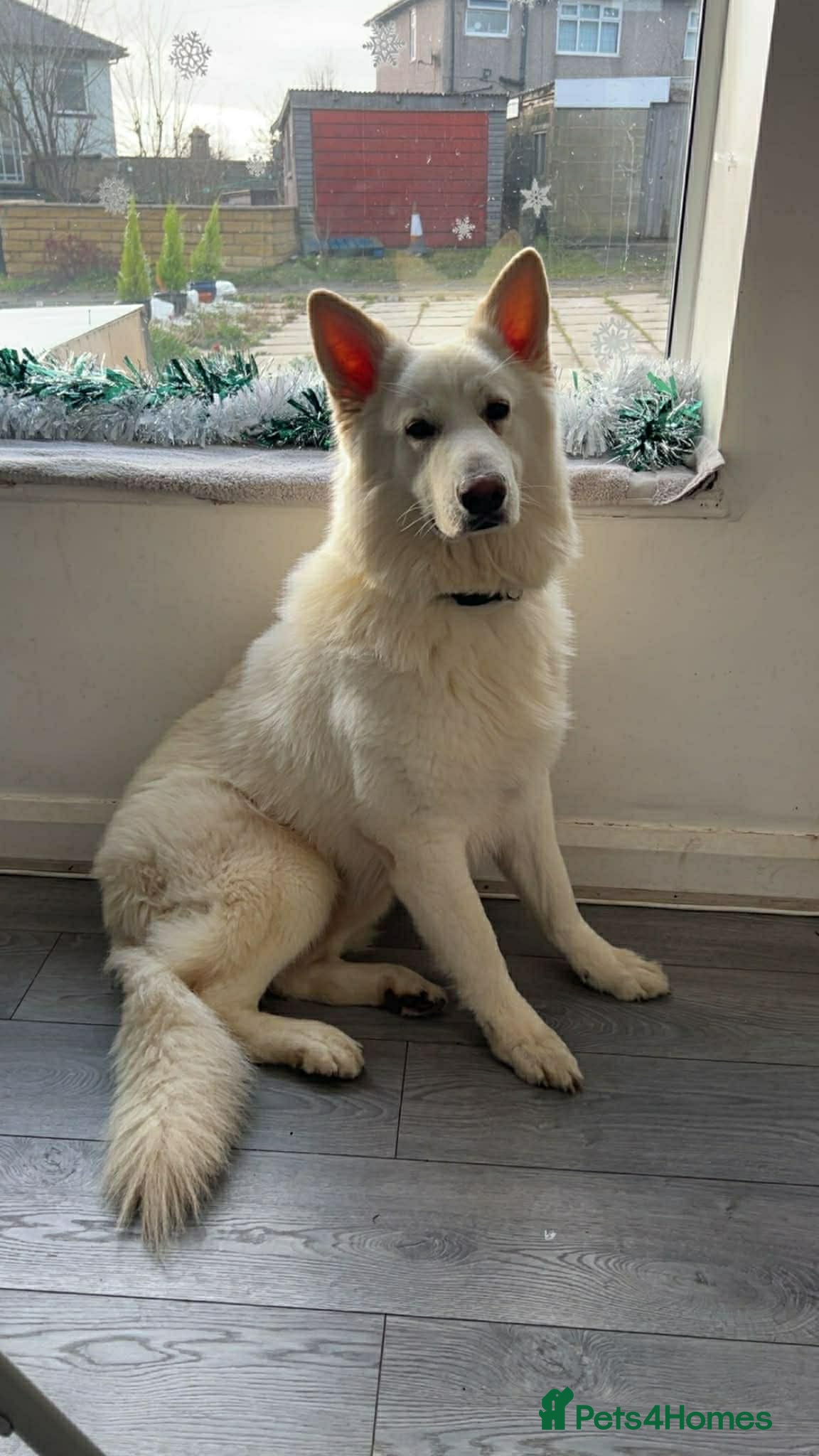 German Shepherd dogs German Shepard male free  - Advert 1