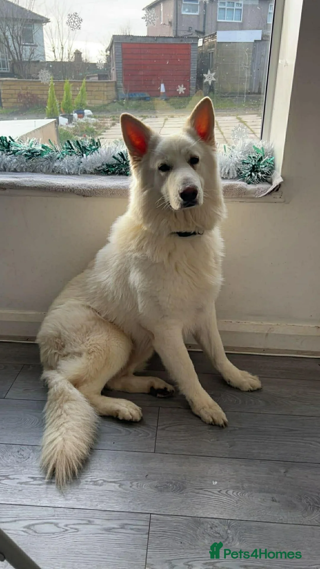 German Shepherd dogs for sale: German Shepard male free  - Advert 1