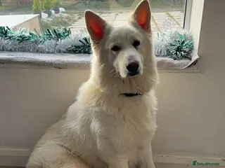 German Shepherd dogs German Shepard male free - Advert 1