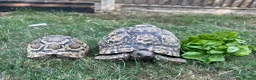 Tortoise reptiles for sale: Jeffrey and Dahma - Advert 4