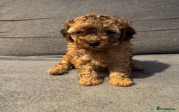 Mixed Breed dogs for sale: 3 Puppies Available Cavapoo / Cockapoo puppies  - Image 7