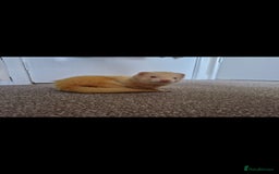 Ferret rodents for sale: 2 Male Albino Ferrets With Everything  - Image 11