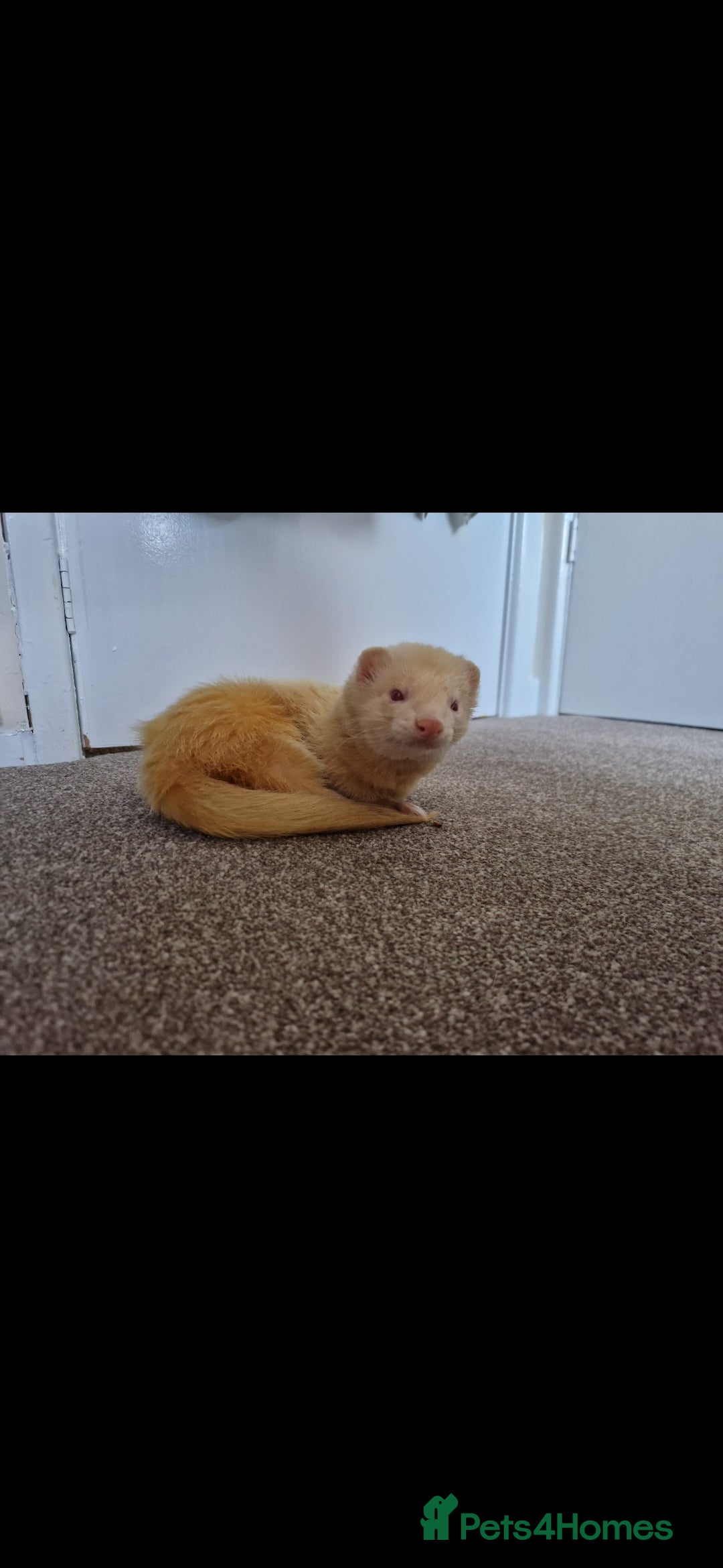Ferret rodents for sale: 2 Male Albino Ferrets With Everything  - Image 11