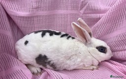 Rex rabbits for sale: Adult and babies  - Image 5
