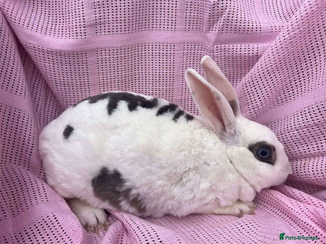 Rex rabbits for sale: Adult and babies  - Image 5