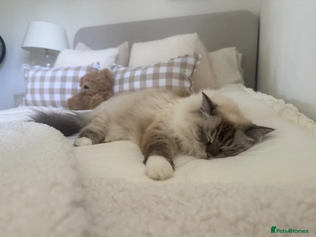 Ragdoll cats for sale: Stunning Lynx Ragdoll  - Advert 3