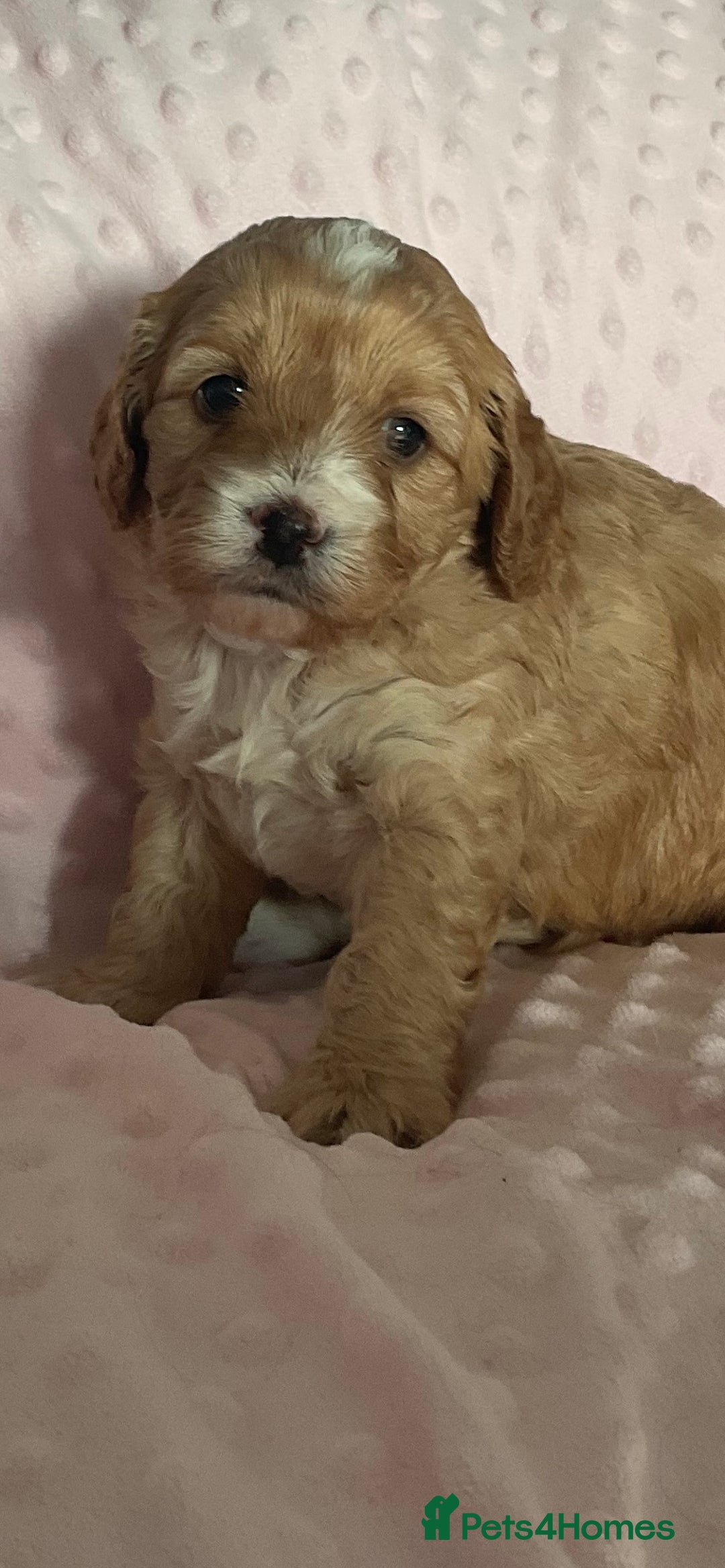Cavapoo dogs for sale: Never been seen before 💙💖 - Advert 3