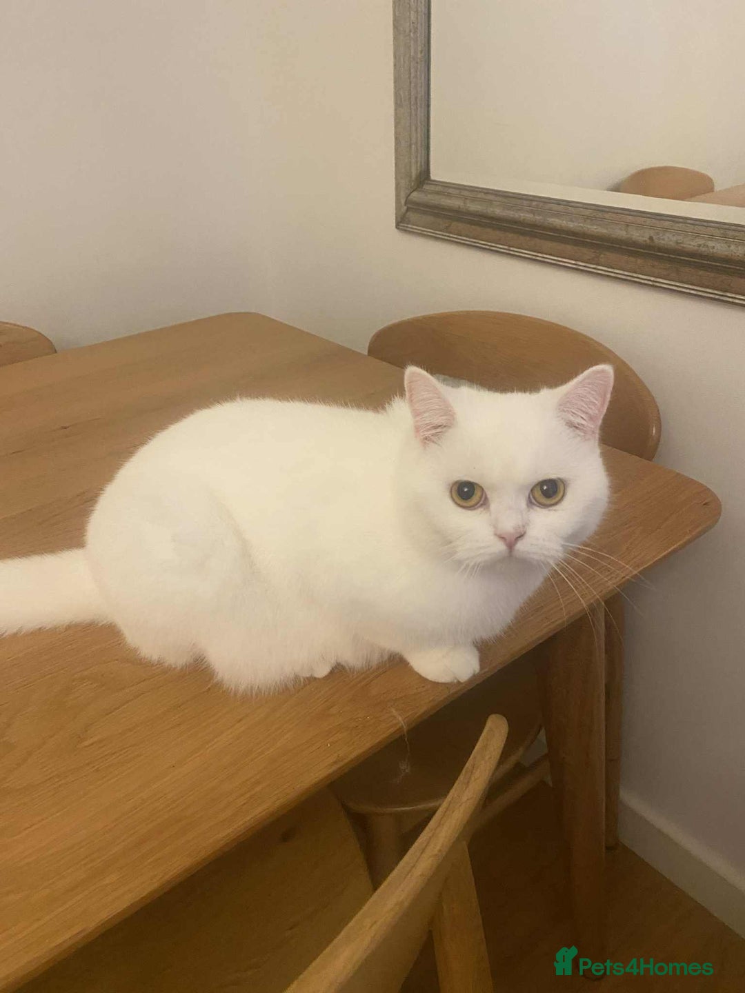 British Shorthair cats for sale: British shorthair females  - Advert 8