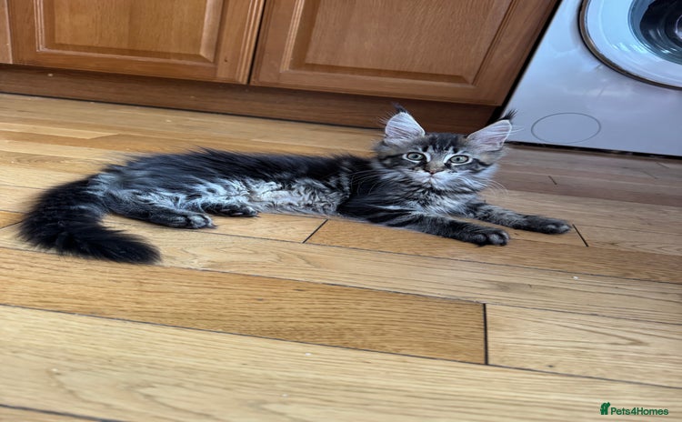 Maine Coon cats in Wellingborough - Advert 3