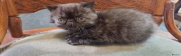 Exotic cats for sale: The sweetest black female - Advert 10