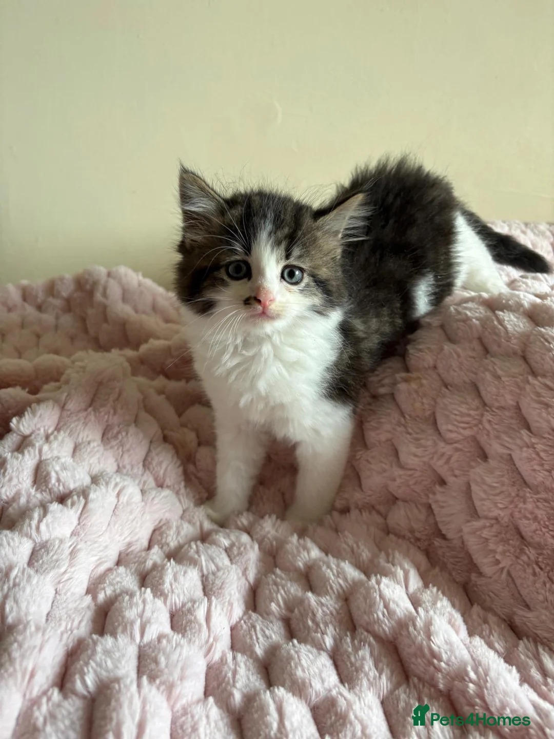 Mixed Breed cats for sale: British Short Hair Cross Ragdoll Kittens  in Selby - Advert 36