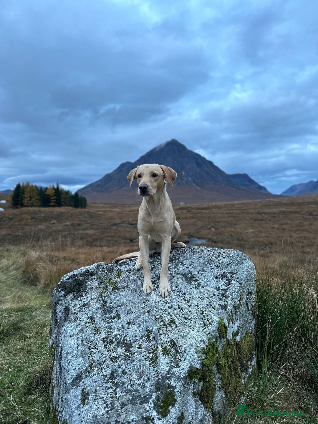 Labrador Retriever dogs for stud: Labrador in Cottingham - Advert 2