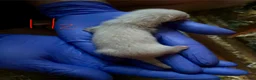 Ferret rodents for sale: Half angora silver/white  in Sherborne - Advert 6