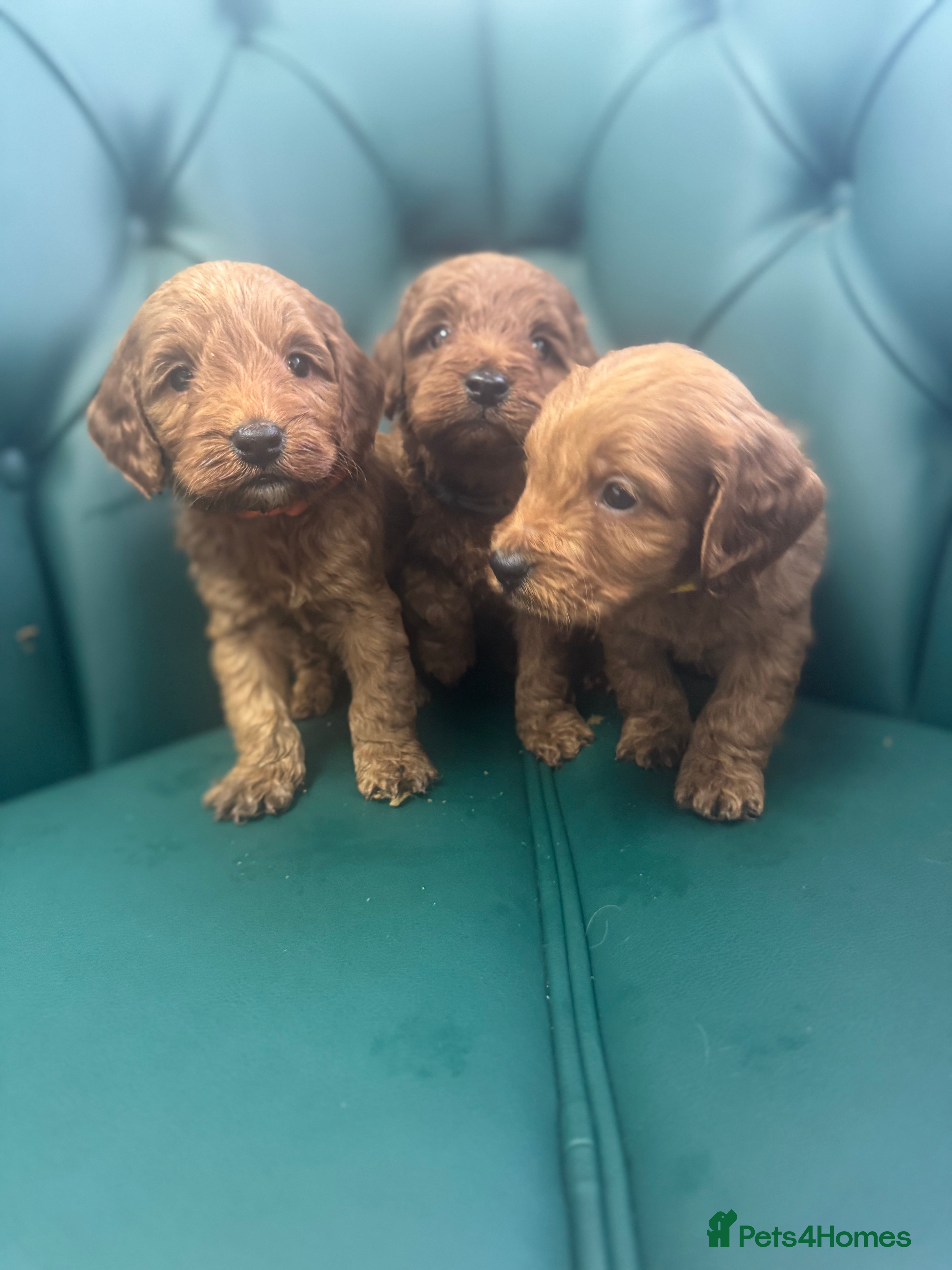 Cockapoo dogs 5⭐️ licensed. F1 health tested cockapoos RED  - Advert 2