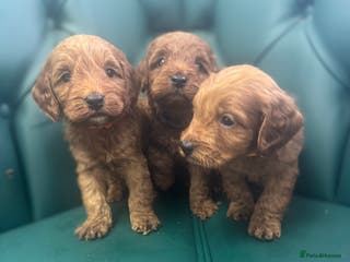 Cockapoo dogs 5⭐️ licensed. F1 health tested cockapoos RED - Advert 10