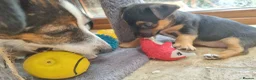 Jack Russell dogs for sale: Jack Russell puppies  - Advert 5