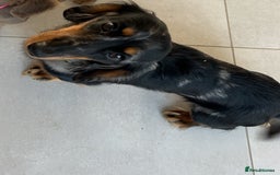 Miniature Dachshund dogs for stud: Long Haired miniature dachshund silver dapple - Image 3