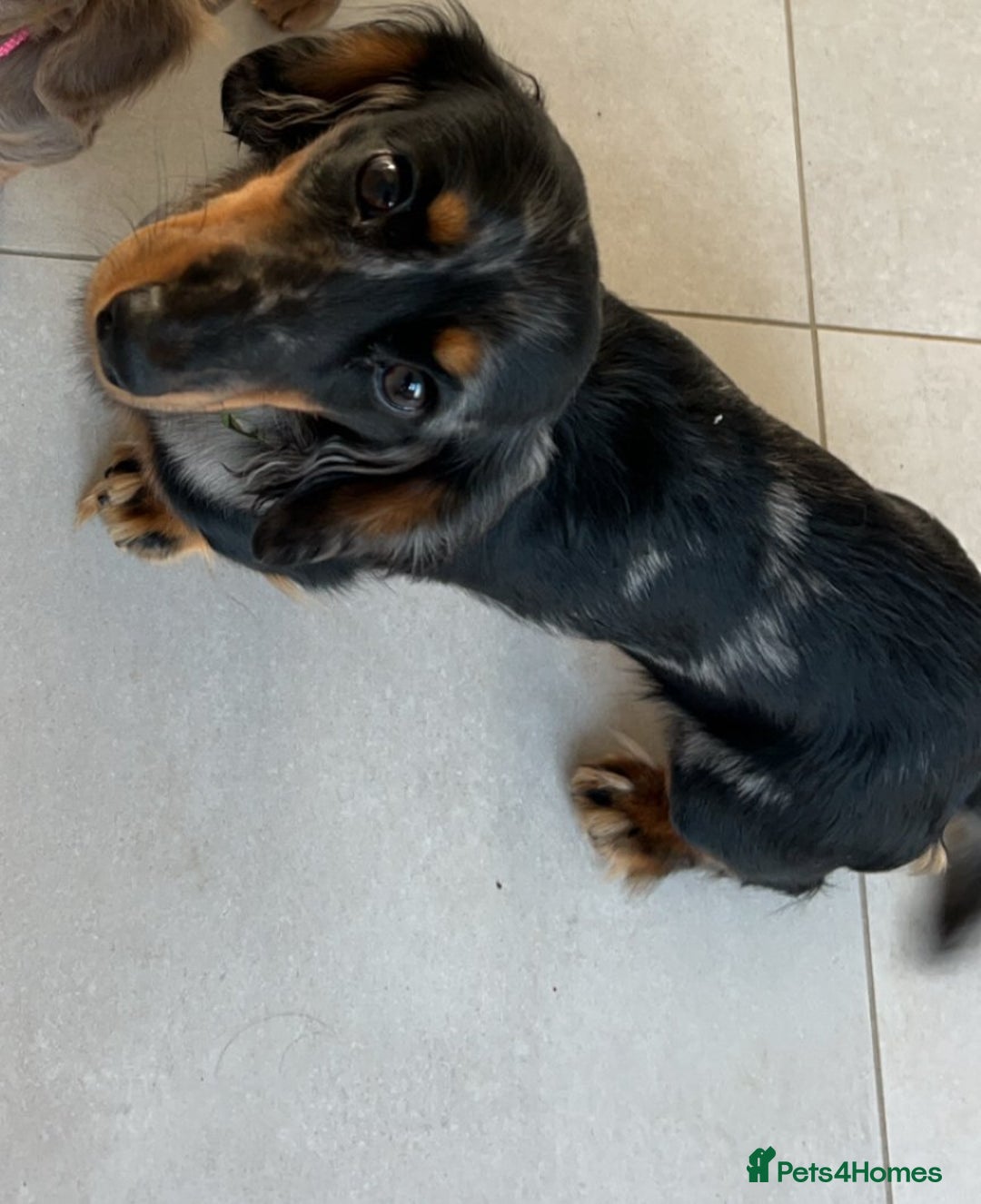 Miniature Dachshund dogs for stud: Long Haired miniature dachshund silver dapple - Image 3