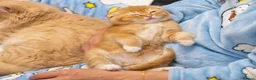 British Shorthair cats for sale: Last-Adorable Kitten Ready For Loving Home ❤️ - Advert 12