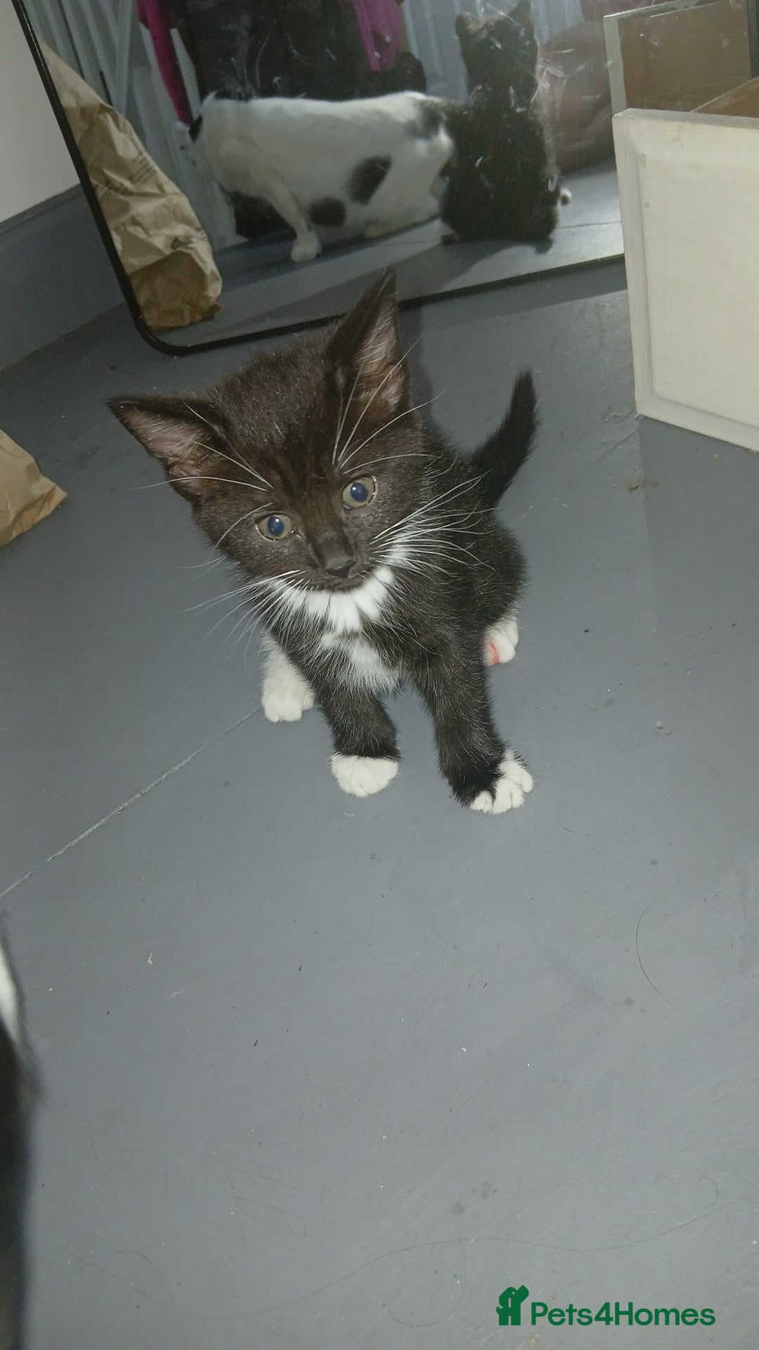 Mixed Breed Kitten 2