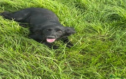 Cocker Spaniel dogs for sale: Black working cocker spaniel  - Image 2