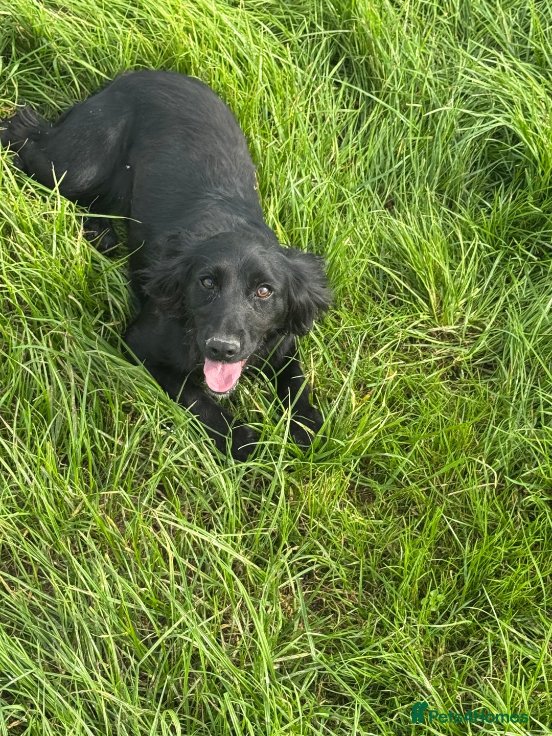 Cocker Spaniel dogs for sale: Black working cocker spaniel  - Image 2