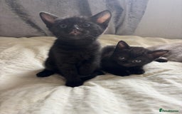 Russian Blue cats for sale: Beautiful kittens for loving homes  - Image 3
