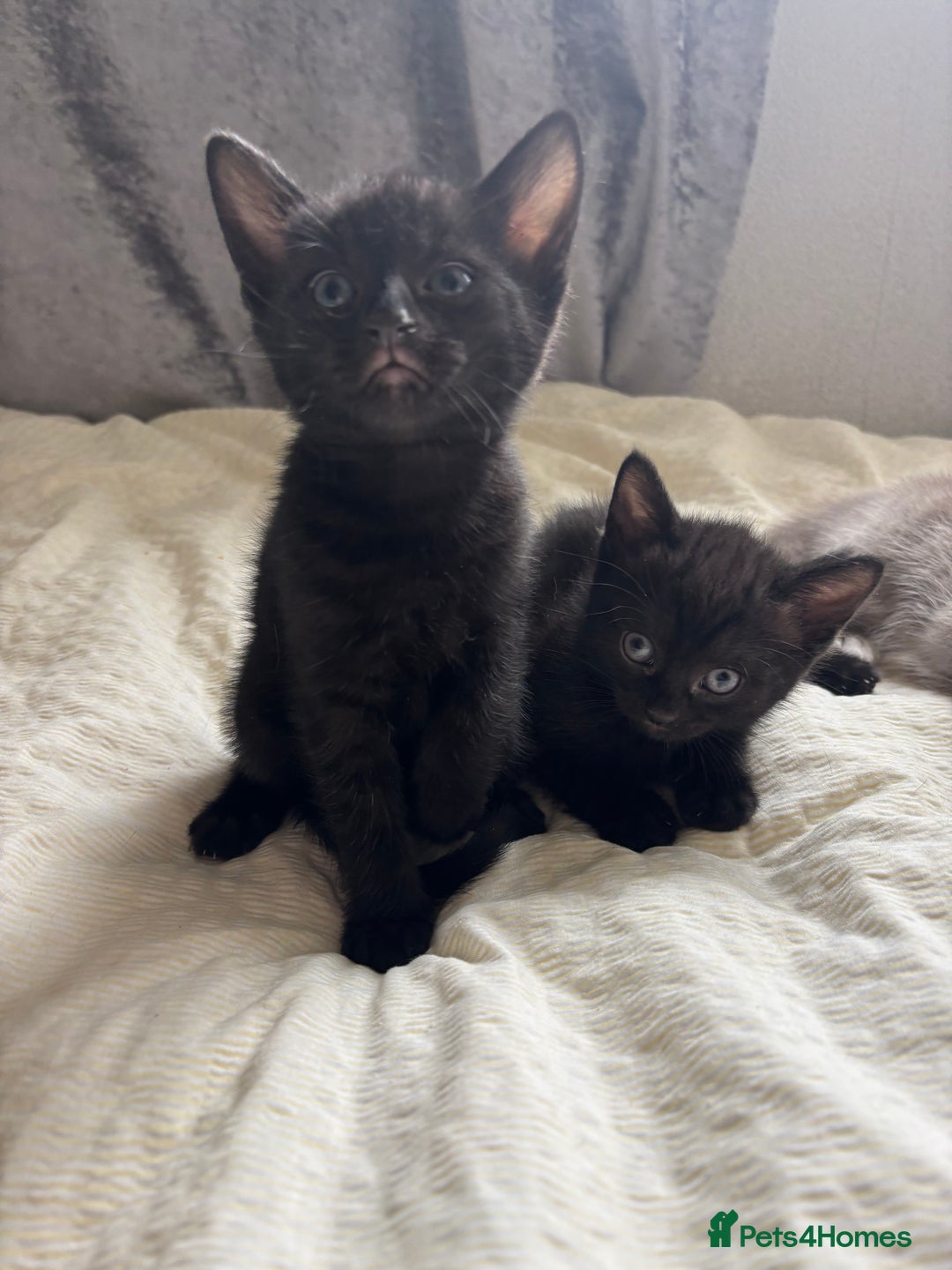 Russian Blue cats for sale: Beautiful kittens for loving homes  - Image 3