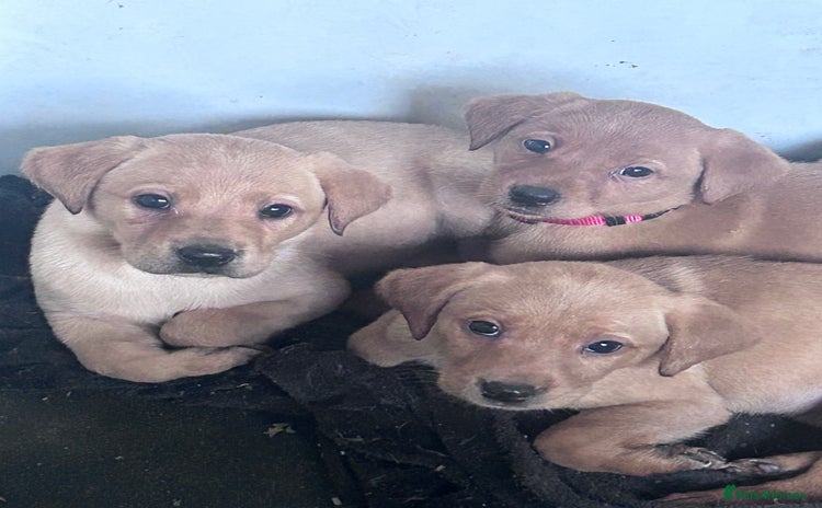 Labrador Retriever dogs - Advert 12