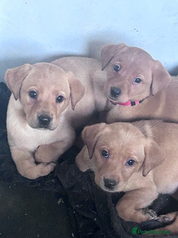 Labrador Retriever dogs - Advert 12