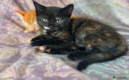 Mixed Breed cats for sale: Last girl left 🐈‍⬛ ready to leave  - Image 8