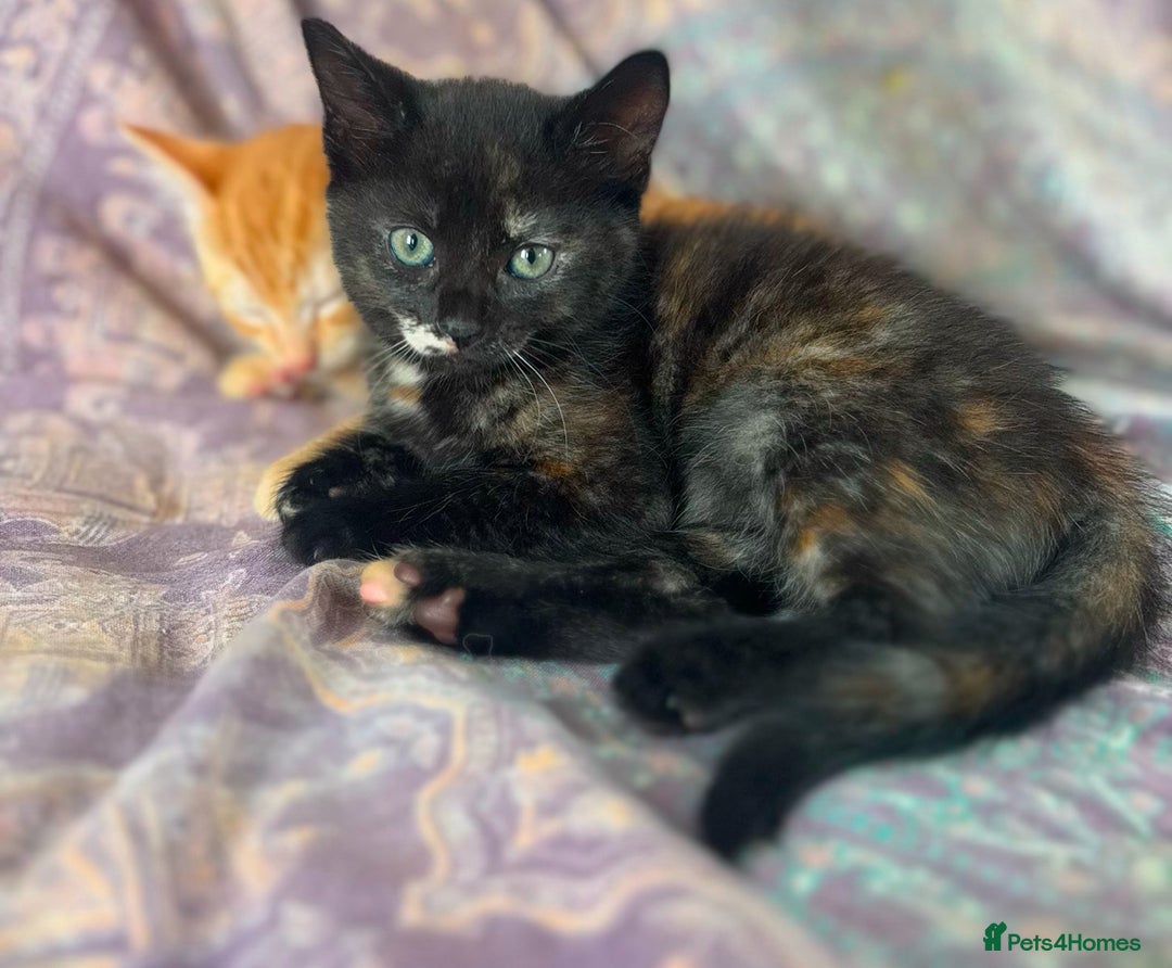 Mixed Breed cats for sale: Last girl left 🐈‍⬛ ready to leave  - Image 8