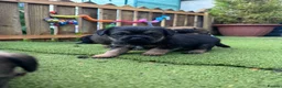 Border Terrier dogs for sale: Beautiful kc reg Border terriers  - Advert 6