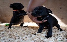 Patterdale Terrier dogs for sale: Patterdale terriers  - Image 4