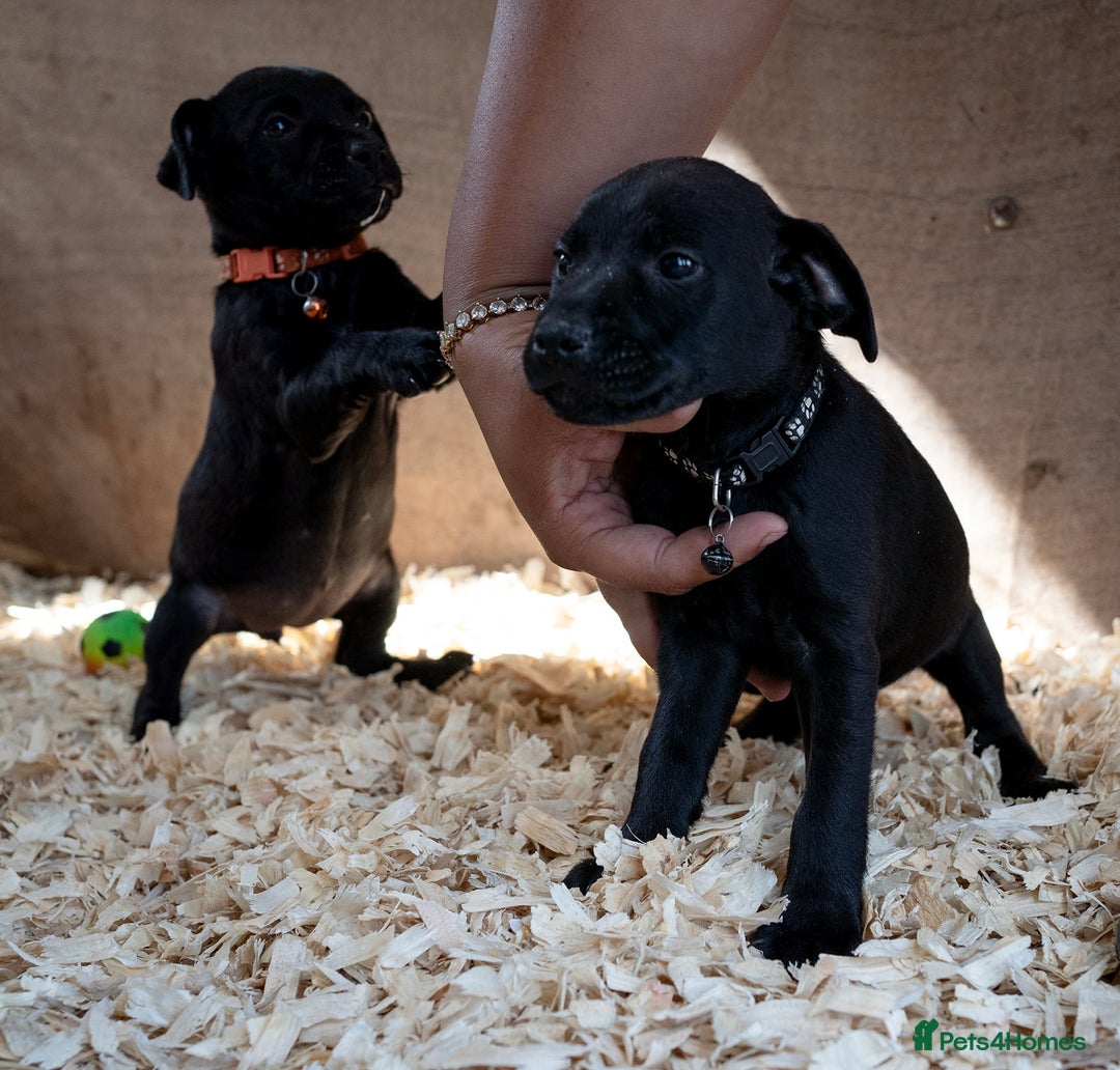 Patterdale Terrier dogs for sale: Patterdale terriers  - Image 4