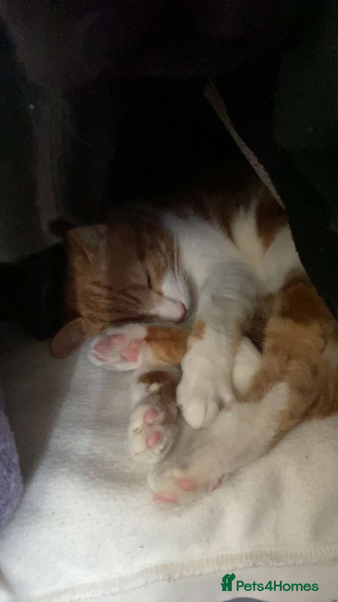 Domestic Shorthair cats for sale: Cheeto  - Advert 4