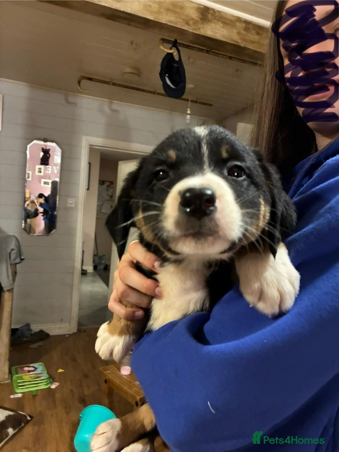 Mixed Breed dogs for sale: Bernese x border collie puppies in Rhayader - Advert 11