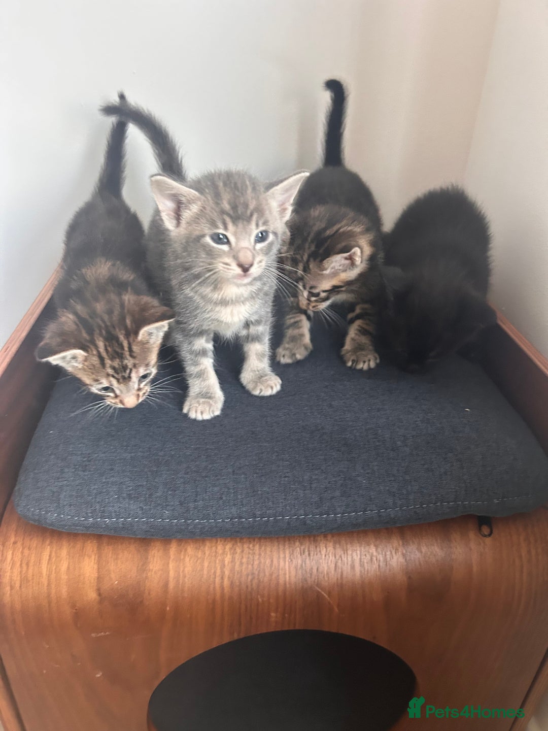 Oriental cats for sale: Oriental/ Siamese kittens  - Advert 14