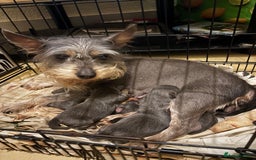 Mixed Breed dogs for sale: Mixed breed puppies  - Image 2