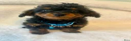 Cavapoo dogs for sale:  Toy Cavapoo health tested f1b ready to go  - Advert 12