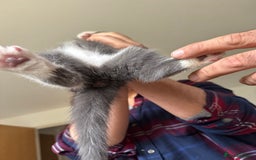 British Shorthair cats for sale: It’s a British short hair  - Image 31